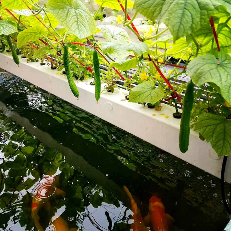 辽源市大田灌溉鱼菜共生 - 排名